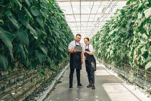 Crop & Operations consultancy by TMG Greenhouse