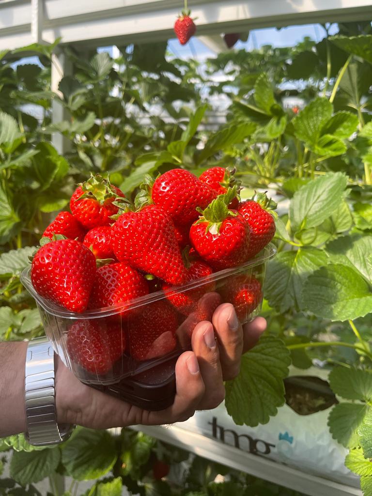 Fresh premium strawberries harvested inside the greenhouse