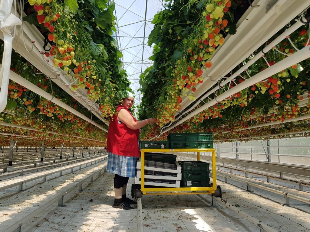 Commercial strawberry greenhouse operations