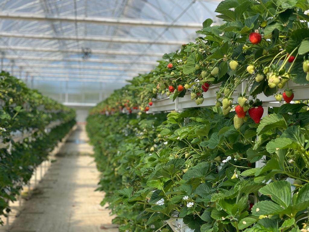 Commercial strawberry crop in a modern greenhouse