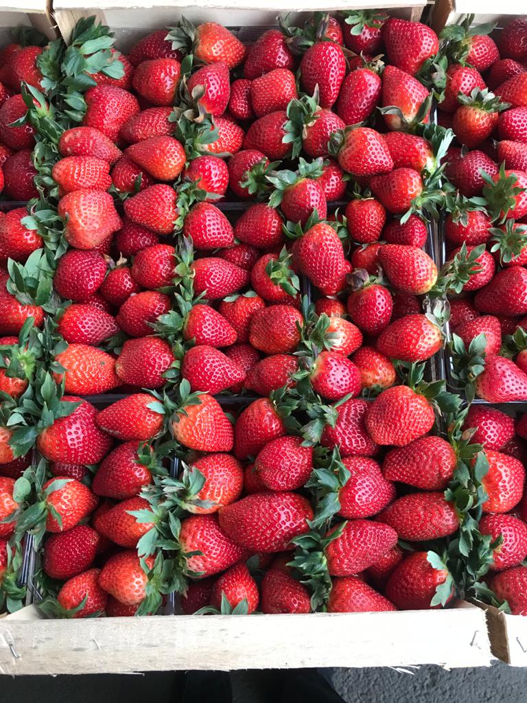 Commercial strawberry harvest quality control