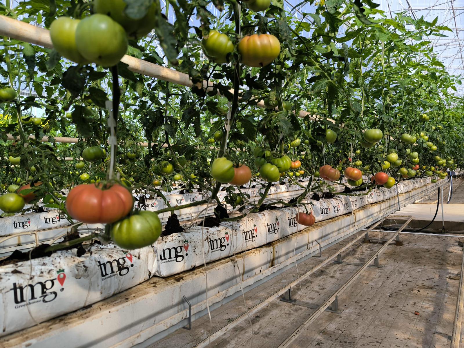 TMG commercial tomato greenhouse production